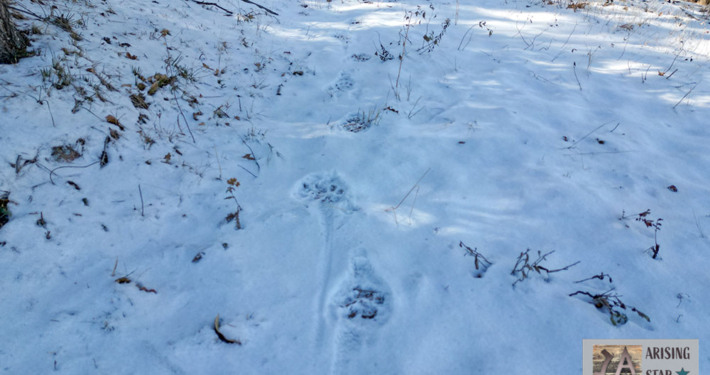 Mountain Lion Tracks