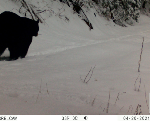 Black Bear Walking Through the Snow