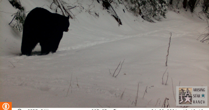 Black Bear Walking Through the Snow