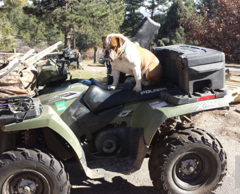 Bulldog with Vehicle