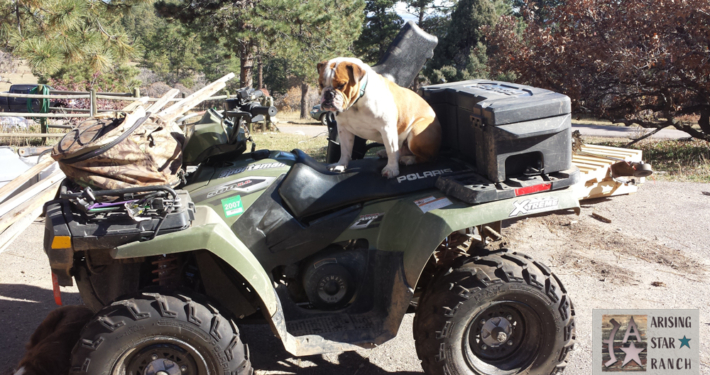 Bulldog with Vehicle