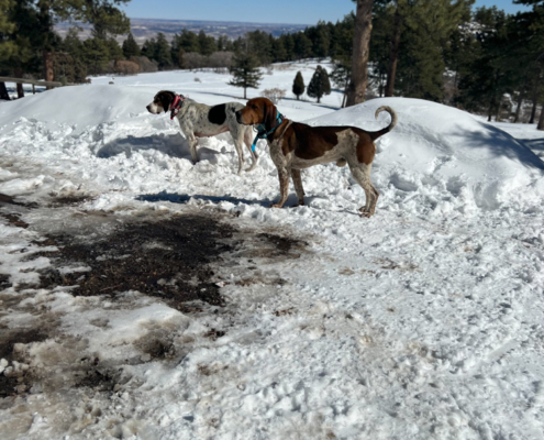 Coon Hound Pair