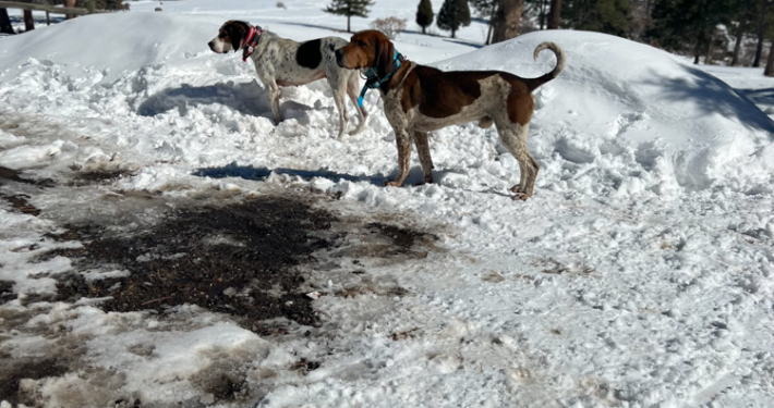 Coon Hound Pair