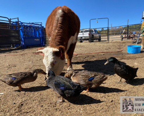 Cow with Ducks