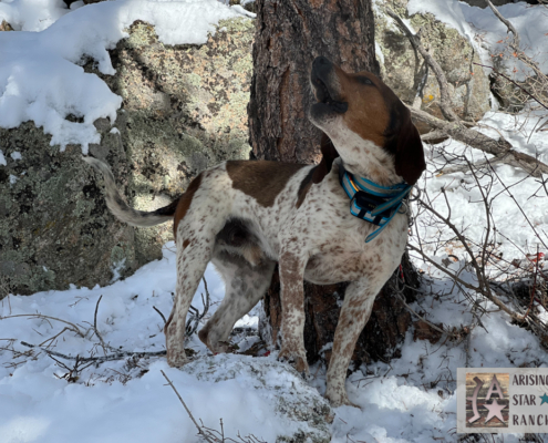 Hunting Dog with Tree