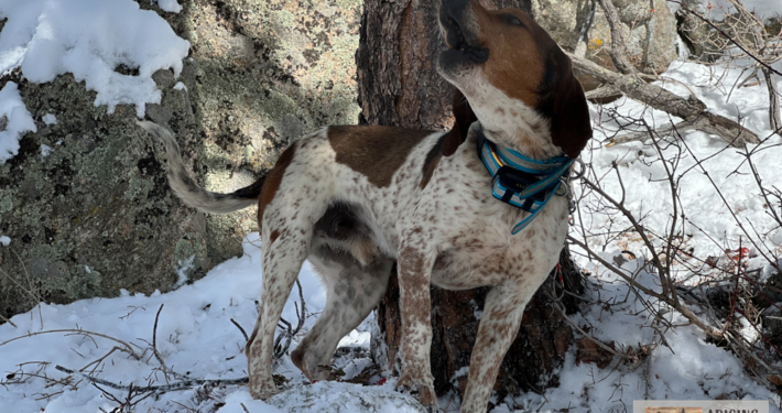 Hunting Dog with Tree