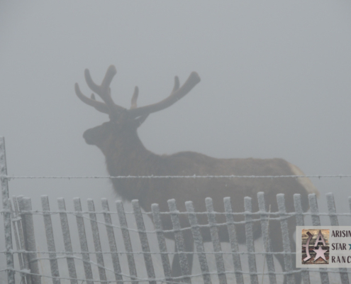 Elk Posed in a Snowstorm