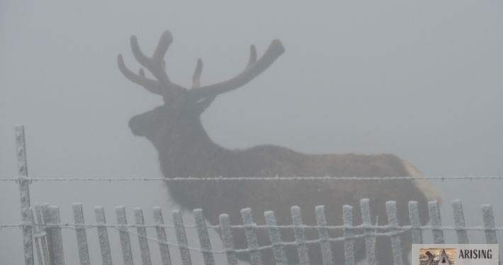 Elk Posed in a Snowstorm