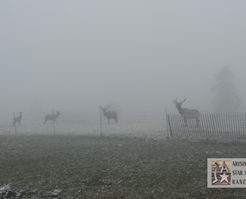 Elk Family in a Snowstorm