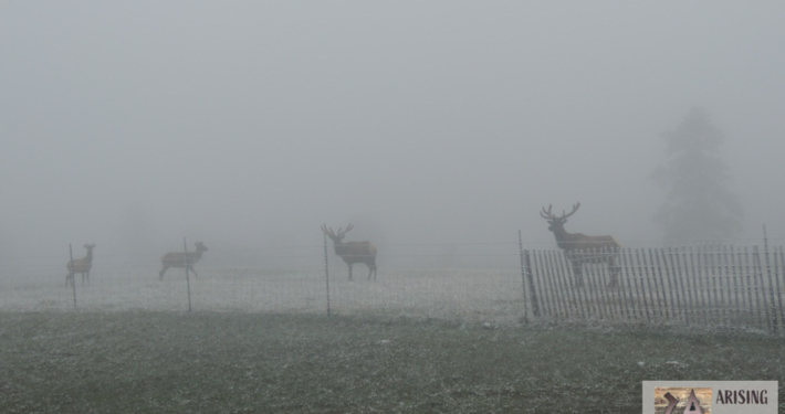 Elk Family in a Snowstorm