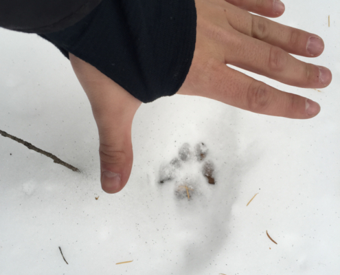 Fox Tracks