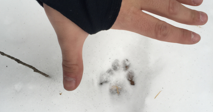 Fox Tracks