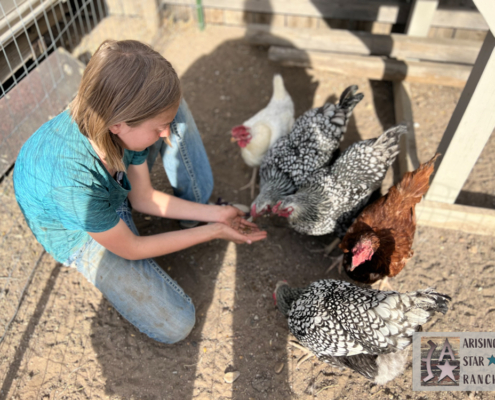 Girl Feeding Chickens