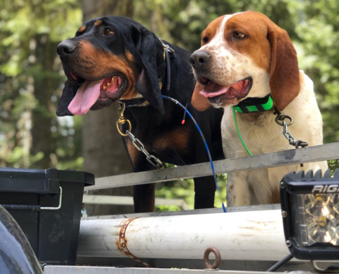 Hounds Ready for Hunting Trip