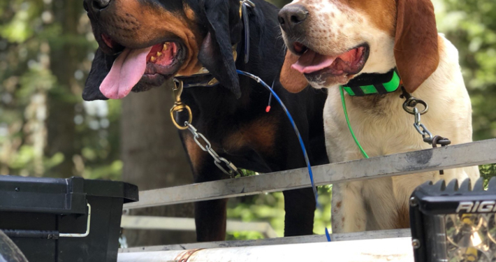 Hounds Ready for Hunting Trip