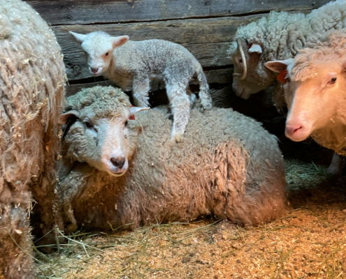 Lamb Climbing Mother