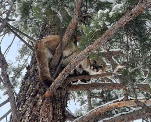 Lion in the Branches