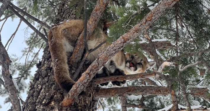 Lion in the Branches