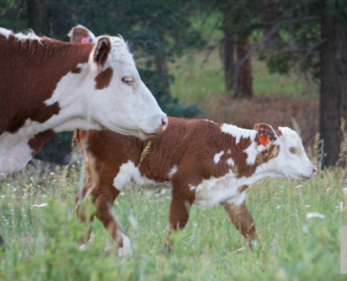 Mother Cow and Calf