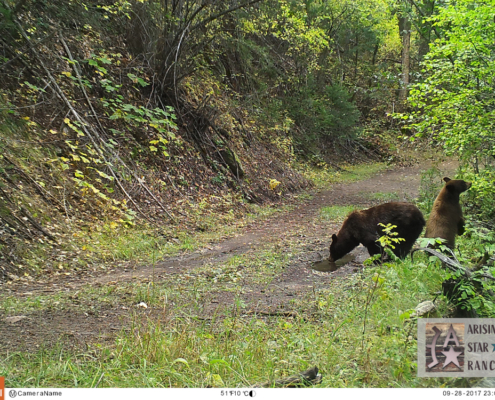 Bear Pair on Trail