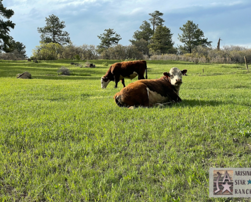 Pair of Cows in the Sun