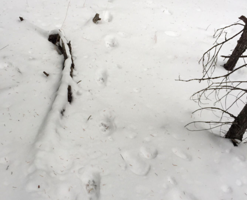 Coyote Tracks