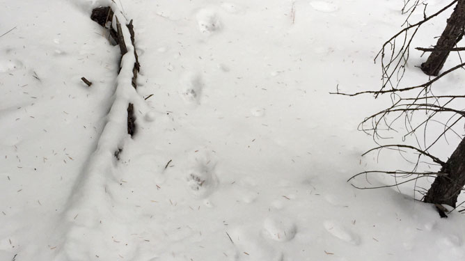 Coyote Tracks