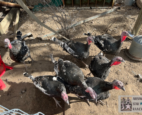 Turkey Flock