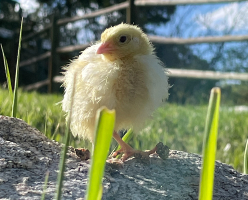Yellow Chick